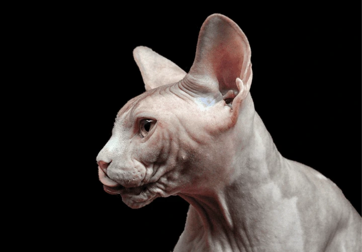 Gato sphynx