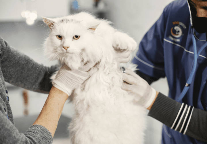 Salud Garantizada para tu Gatito: Visitas al Veterinario y Cuidados Fundamentales